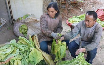 粉色花海被踩踏,花海遭践踏