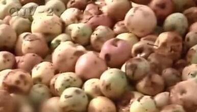 粉色花海被踩踏,花海遭践踏