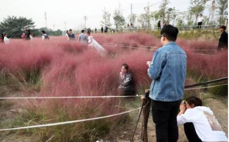 粉色花海被踩踏,花海遭践踏