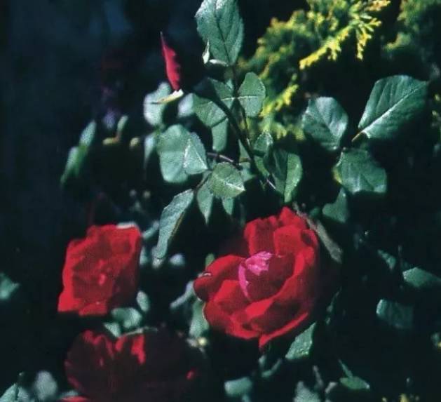 沈阳30年前图片,30年前的沈阳照片