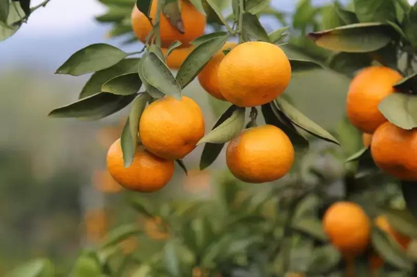 甜甜的怀化城市风景,甜甜的怀化完整版原唱