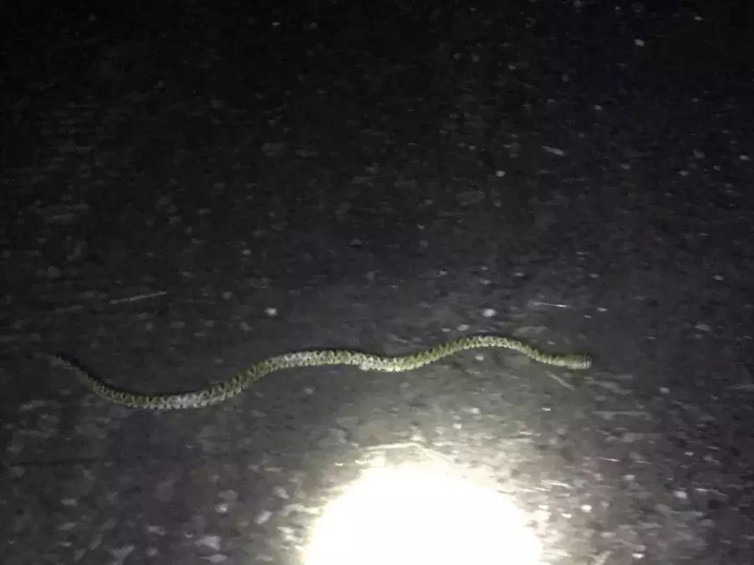 在山里遇到野猪怎么保护自己,在野外遇到野猪该怎么保命