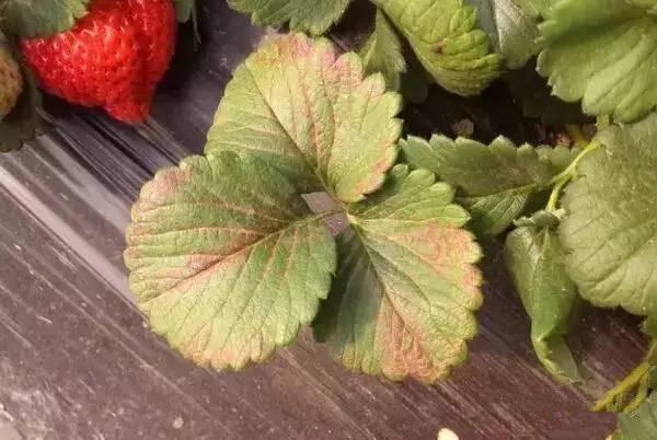 草莓焦叶病怎么办,草莓苗干叶发焦怎么回事