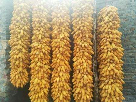 玉米收回来了该怎么储藏,玉米收割后怎么储存