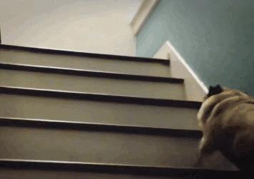 狗狗直立行走是怎么训练的视频,盘点狗狗上下楼梯的迷惑操作