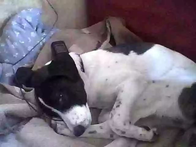 狗丢了一段时间自己回来什么征兆,三年不见的狗还会认识我吗