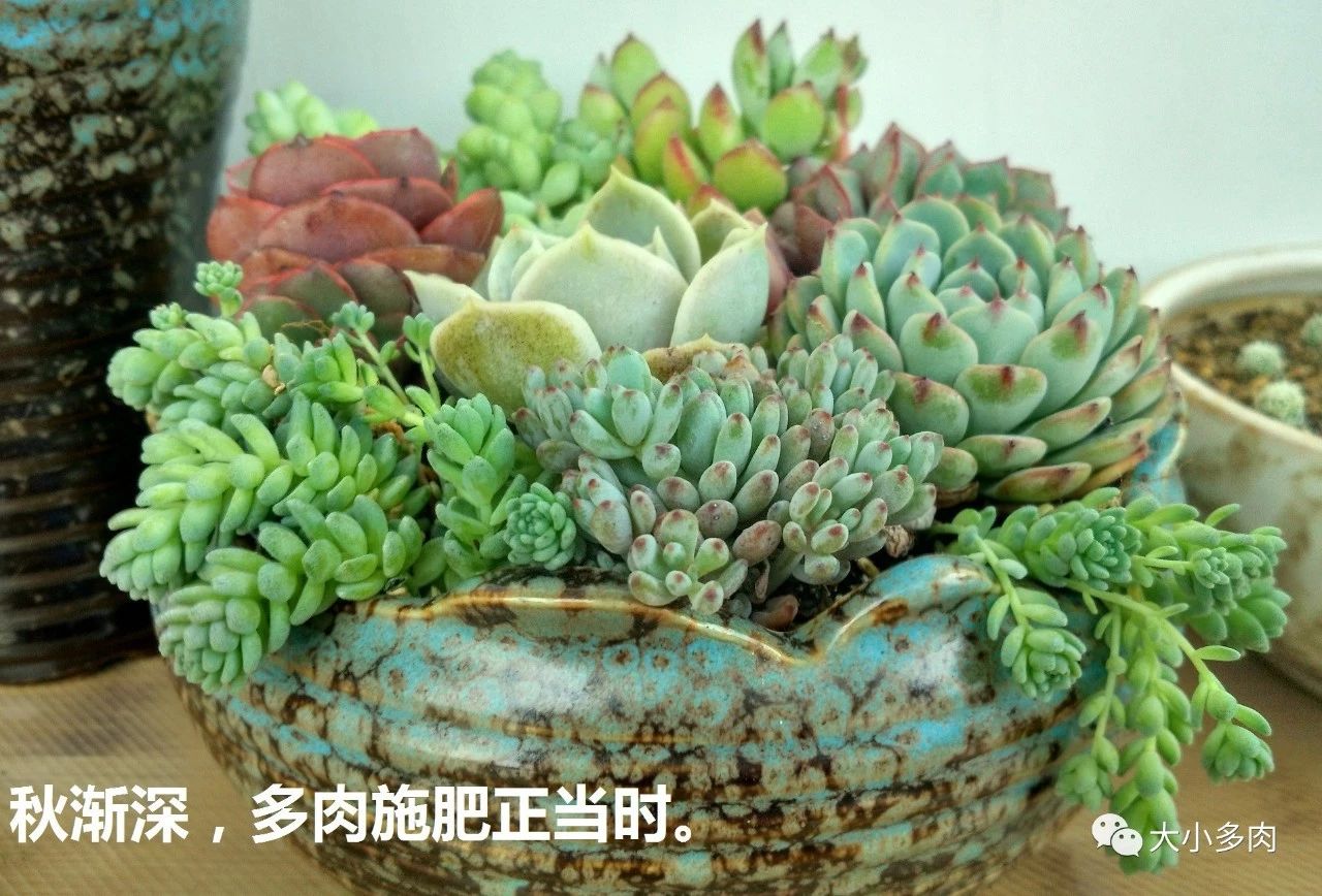 大小多肉,彩虹玉缀大群多肉