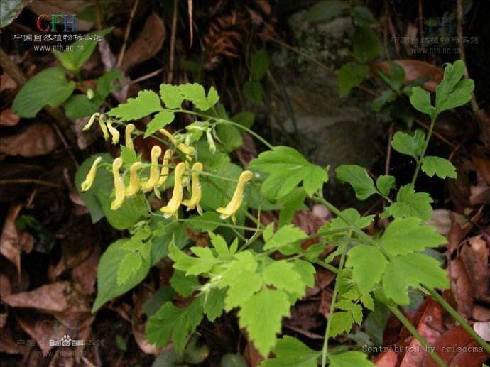 蛇果黄堇价格,中药材蛇果黄堇