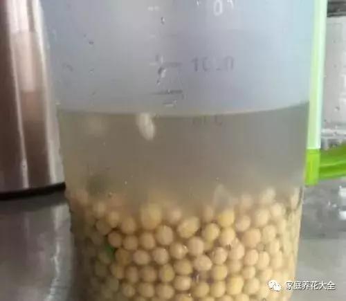 绿萝吊兰爬墙用什么,绿萝吊兰怎么爬墙图解