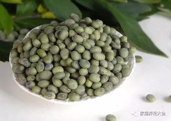 绿萝吊兰爬墙用什么,绿萝吊兰怎么爬墙图解