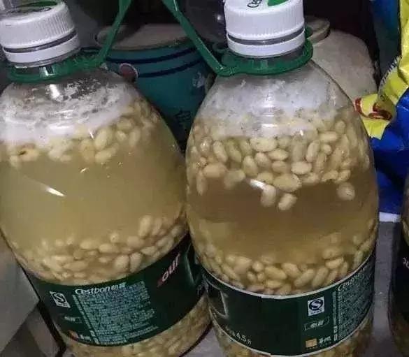 绿萝吊兰爬墙用什么,绿萝吊兰怎么爬墙图解