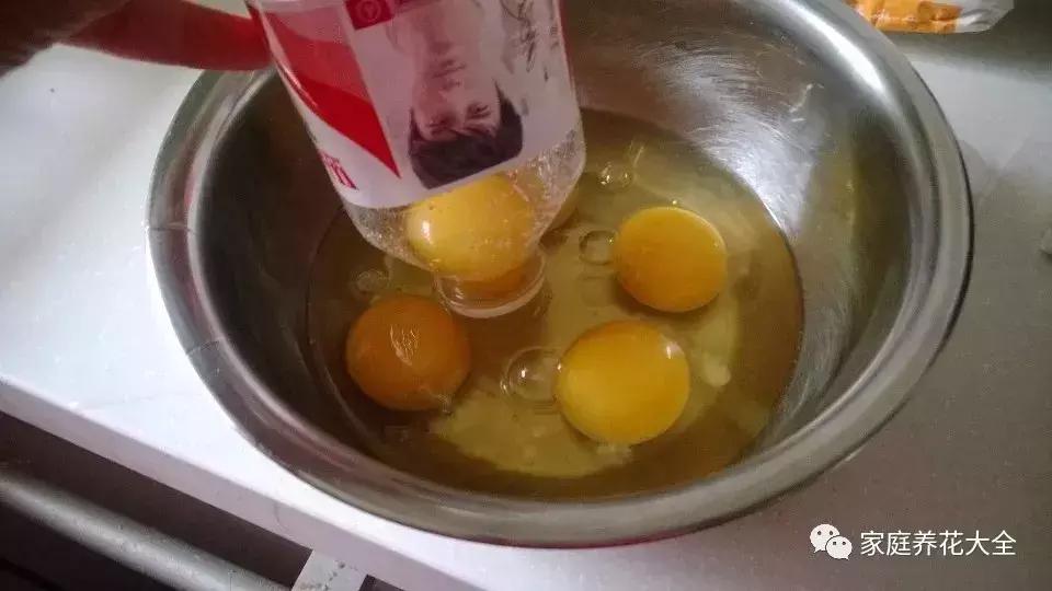 绿萝吊兰爬墙用什么,绿萝吊兰怎么爬墙图解