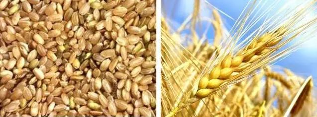 给毛裤脱毛,仙女脱毛最好的方法