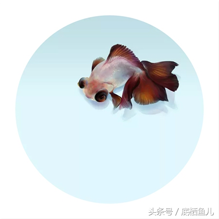 鱼腹部黑斑死亡,鱼腹部充血发红死亡