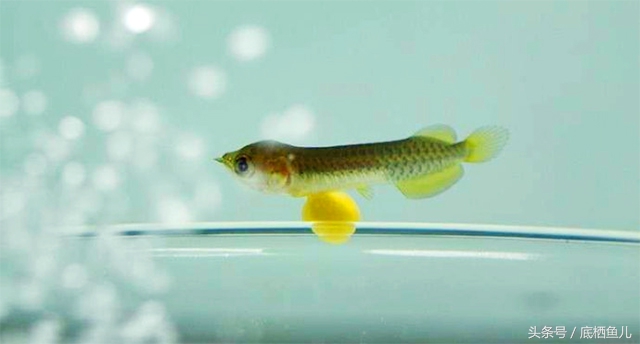 鱼腹部黑斑死亡,鱼腹部充血发红死亡