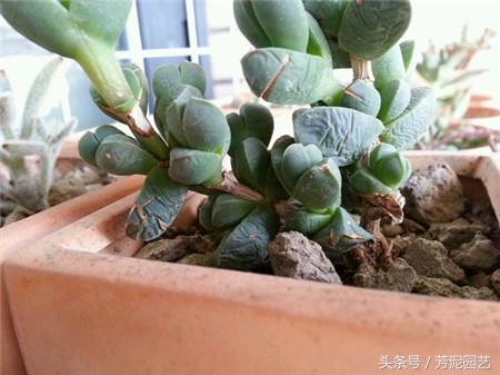 鹿角海棠叶子皱巴巴怎么办,鹿角海棠叶片裂纹怎么办