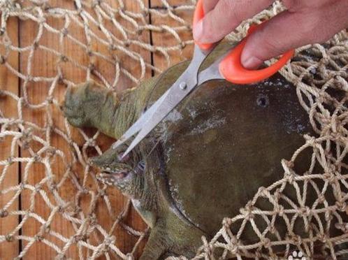 怎么钓甲鱼用几号钩,钓甲鱼怎么放钩怎么选择钓点