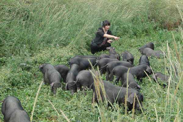 土猪前景分析,土猪养殖成本与利润