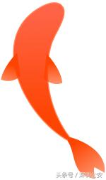 锦鲤活动什么时候开始的,锦鲤活动的关键点