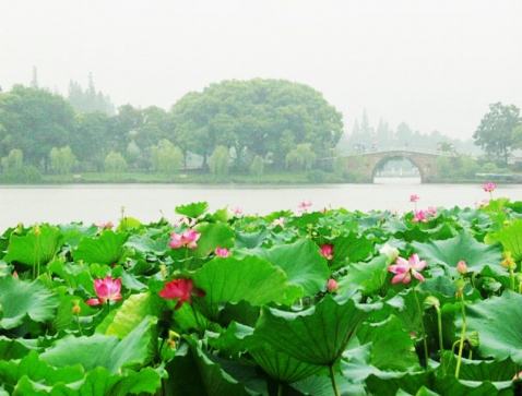 12生肖2019年运势抢先看,12生肖2019年每日运势怎样