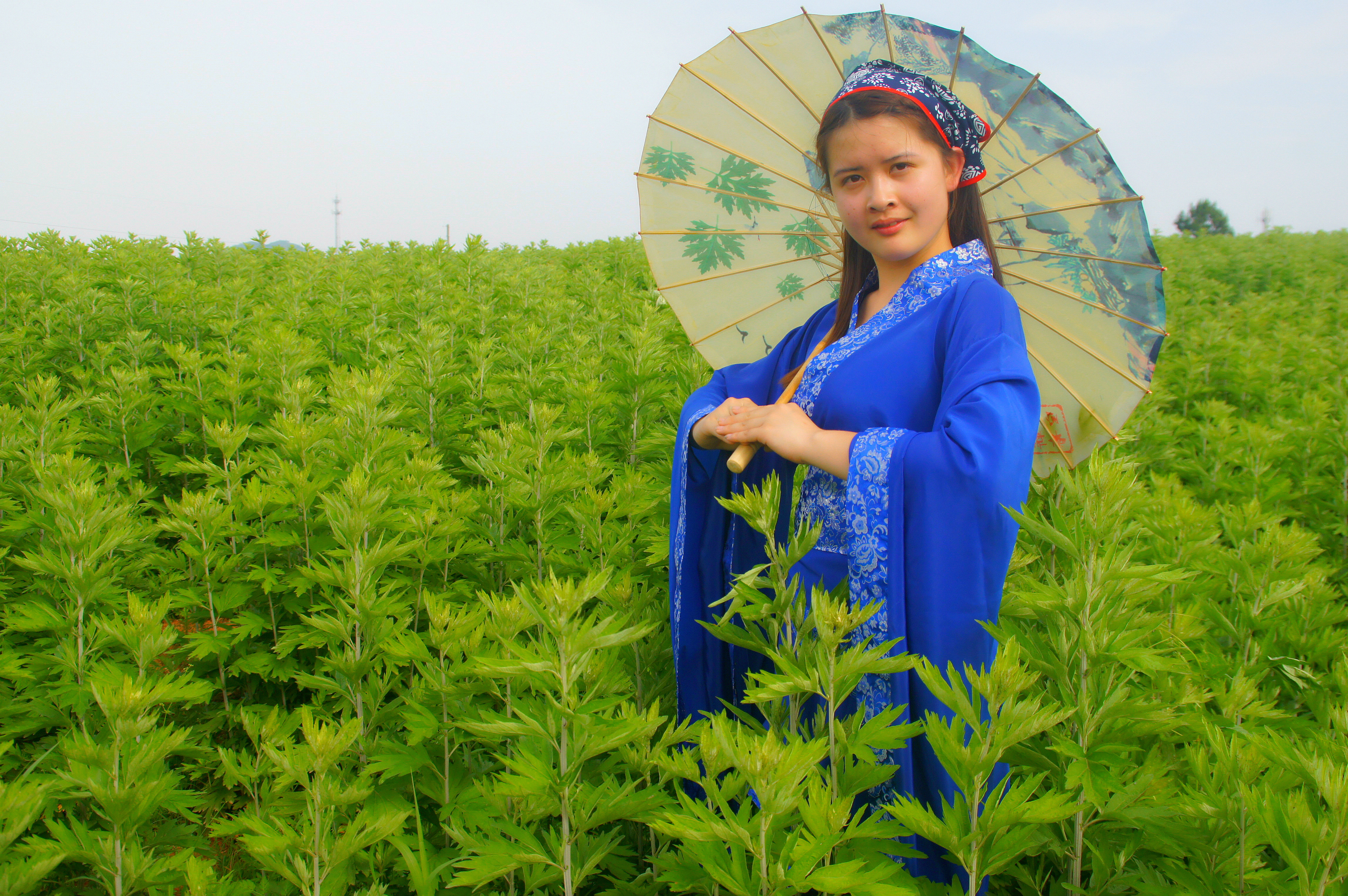 关于蕲艾的优美句子,关于蕲艾的句子