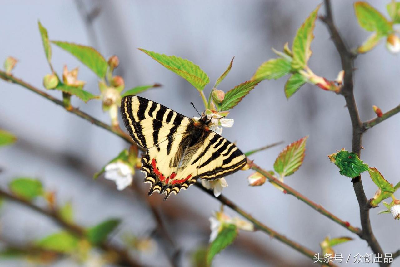 国家保护野生动物，是一些数量较少或已濒临灭绝的！你知道多少种