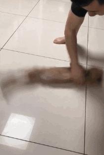 20秒转狗40圈！这家网红店，求求你放过狗吧！