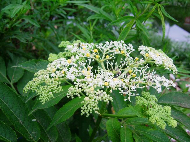 中药蒴藋图片,中药材蒴藋细叶