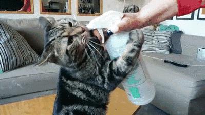 怎么给猫挑选猫罐头,猫主子吃什么猫罐头