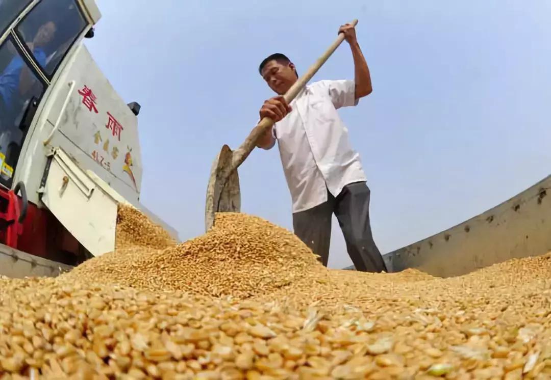 粮食掉价的主要原因，我们农户怎么去应对增加收入！