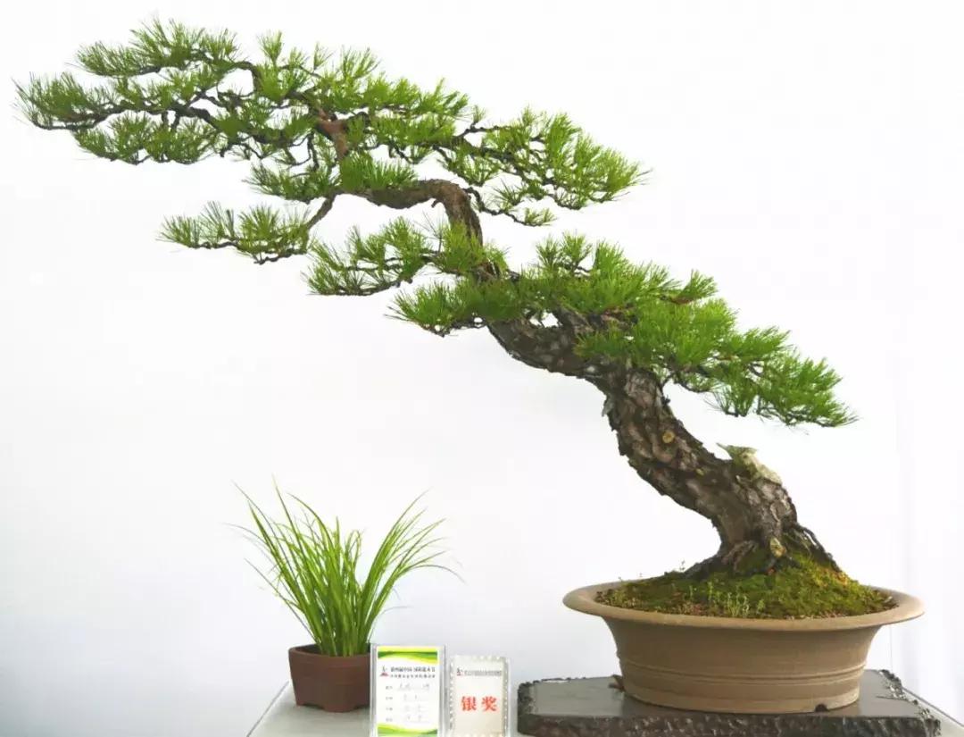 私人田园盆景园设计图,农家盆景园设计图