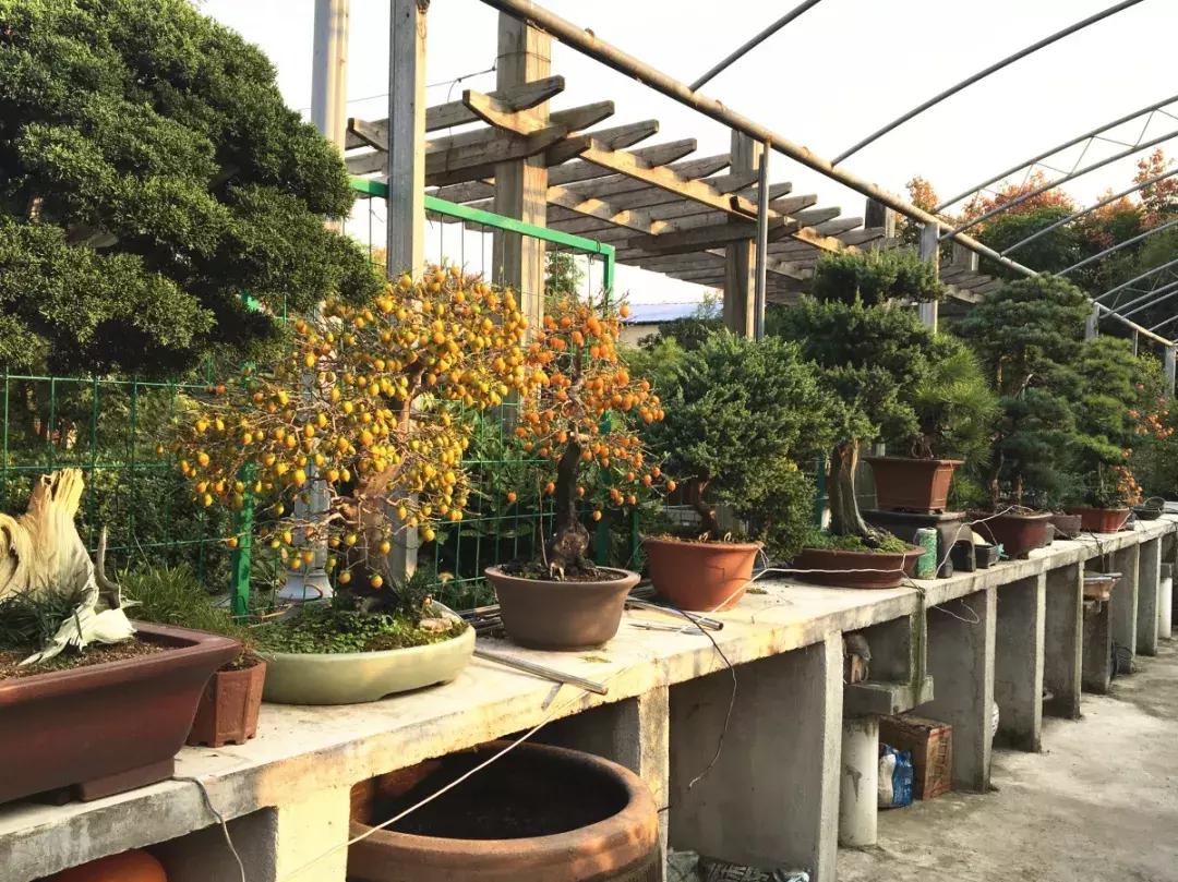 私人田园盆景园设计图,农家盆景园设计图