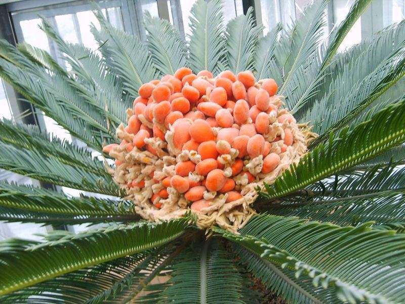 苏铁果的中药作用,中药材铁树一叶图片