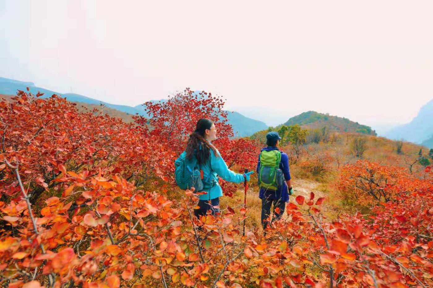 邢台云梦山“红叶节”开启！上万亩黄栌、五角枫勾勒太行山独特美景