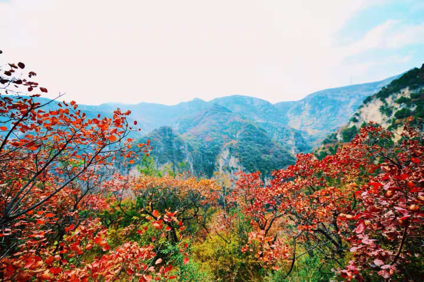 邢台云梦山“红叶节”开启！上万亩黄栌、五角枫勾勒太行山独特美景