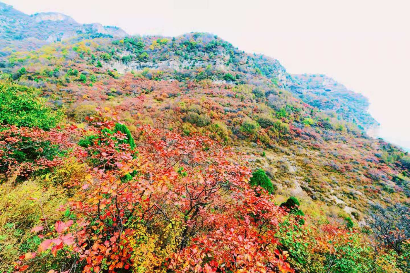 邢台云梦山“红叶节”开启！上万亩黄栌、五角枫勾勒太行山独特美景