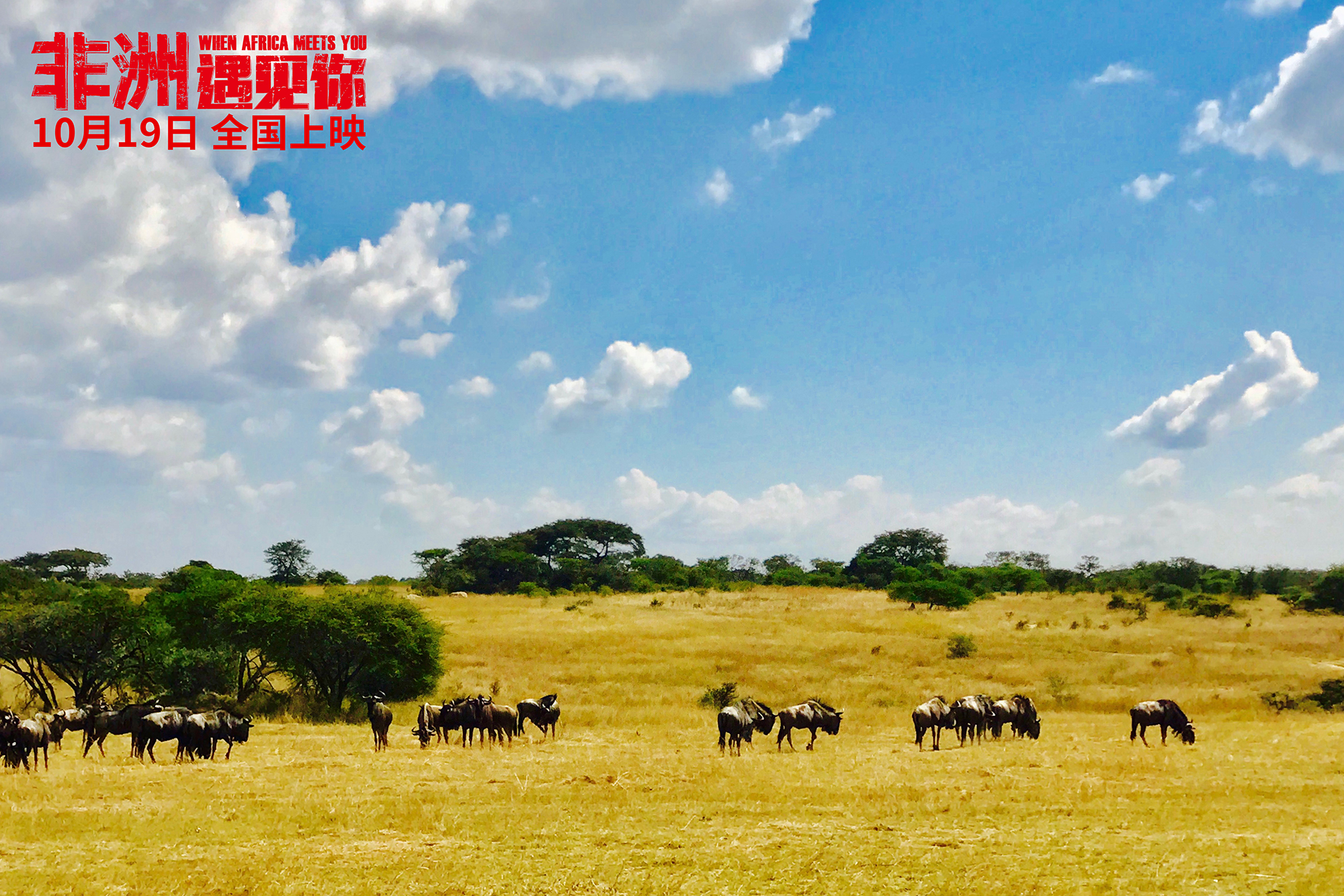 《非洲遇见你》曝“草原的枪声”特辑肾上腺素飙升引期待