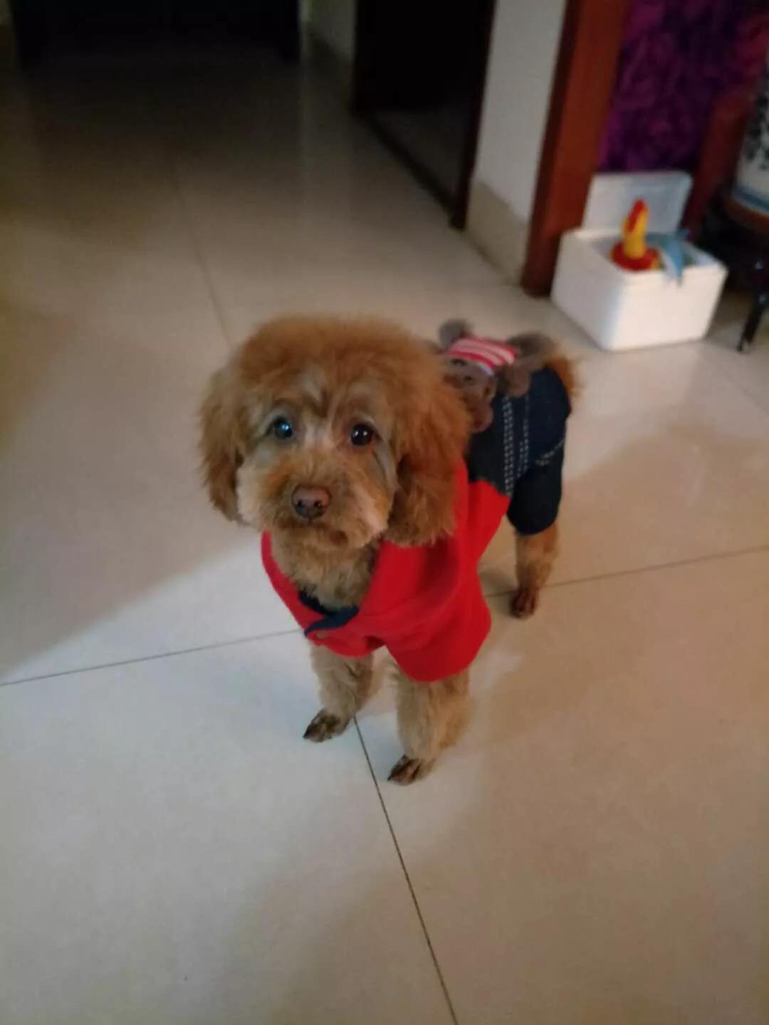 铲屎官必知的6个狗狗喂养好习惯,铲屎官请注意什么