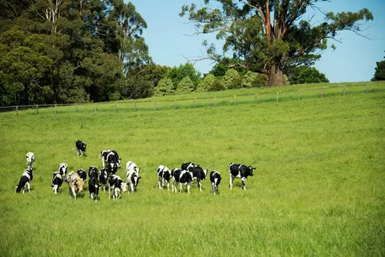 澳洲网红鲜奶店,澳洲牛奶farmhouse