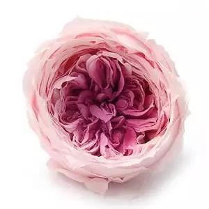 情人节用丙烯画画,情人节教我们画玫瑰