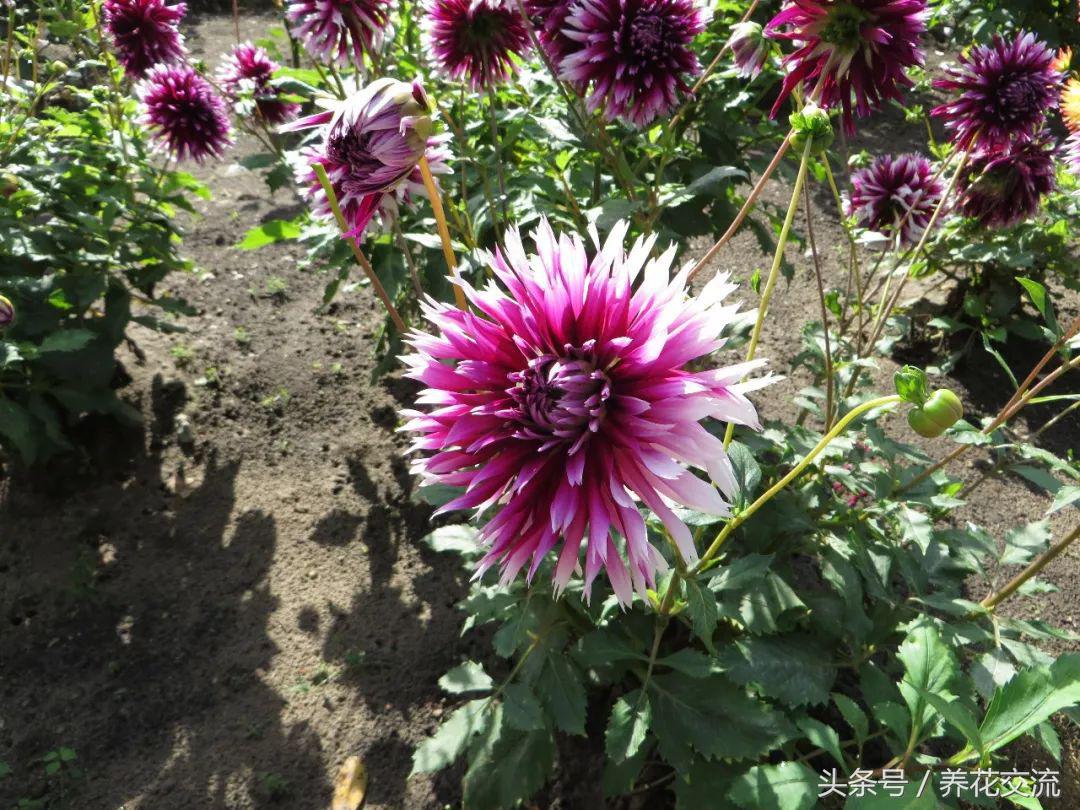 大丽花冬季养护方法,大丽花用什么土养最好
