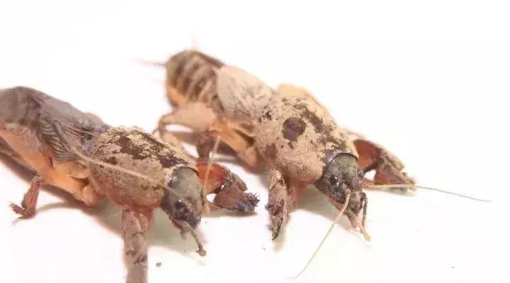 农村的这种东西一斤可以卖50多块 (农村什么东西能卖100多元一斤)