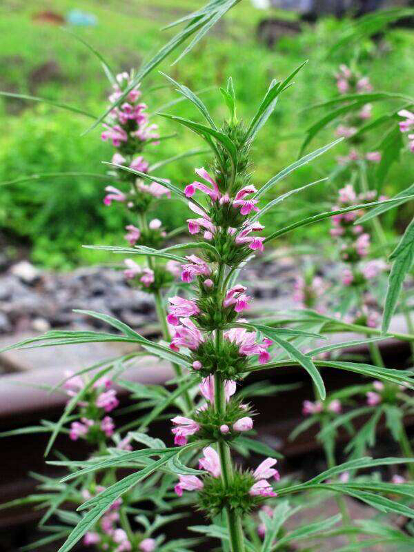 中药材益母草行情,中药材益母草可以直接泡水喝吗