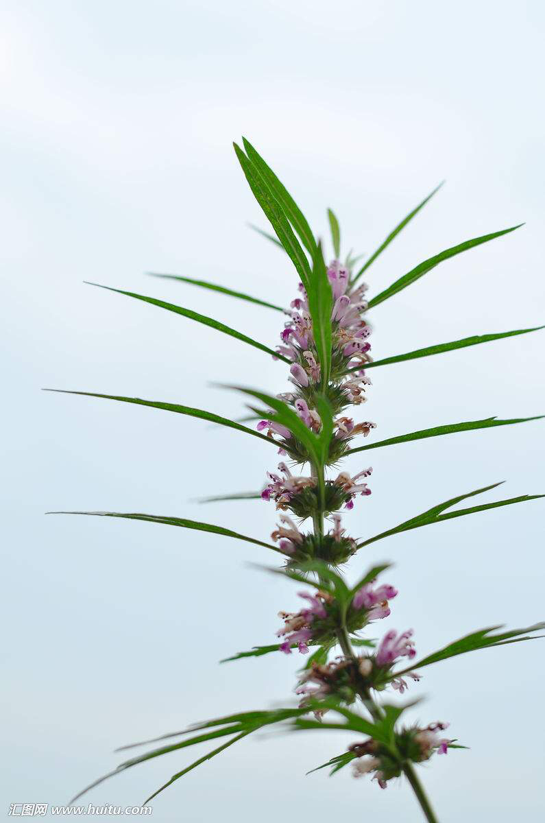 中药材益母草行情,中药材益母草可以直接泡水喝吗