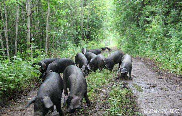 农村养殖什么产业好赚钱,四川农村养殖赚钱项目