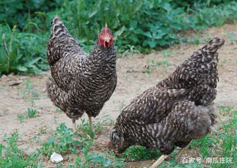 农村养殖什么产业好赚钱,四川农村养殖赚钱项目