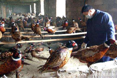 农村养殖什么产业好赚钱,四川农村养殖赚钱项目