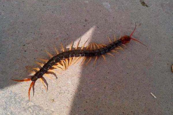 五毒动物一般出现在哪里,五毒是哪五种动物谁最打斗厉害