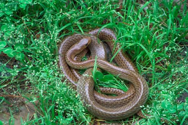 五毒动物一般出现在哪里,五毒是哪五种动物谁最打斗厉害