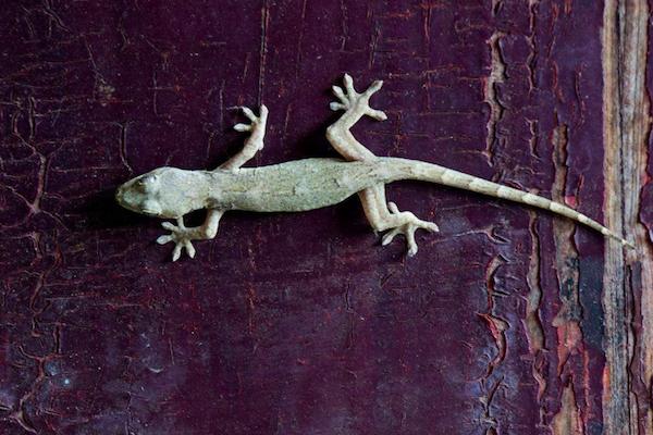 五毒动物一般出现在哪里,五毒是哪五种动物谁最打斗厉害